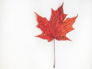 Red maple leaf on white background.
